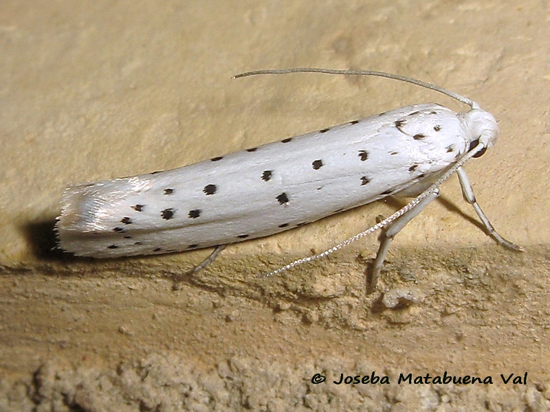 Yponomeuta sp.